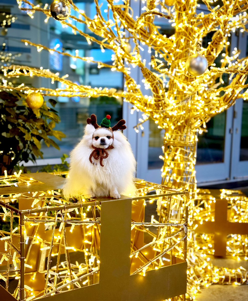 mochi_TeacupPom's tweet photo. Had a busy night going around the world gifting presents with Santa🎄🎁
#dogholidayhat #doginreindeerhat #handmadewithlove #festivedog #doginchristmasoutfit #pomeranian #포메라니안 #ポメラニアン #アメリカ #犬用ケープ #犬用クリスマス衣装 #トナカイ犬 https://t.co/LNzS84DbF5