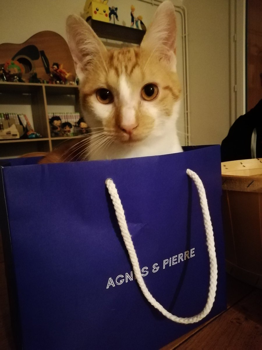 Le chat apprecie les macarons de @agnesetpierre
Très bon Noël à vous tous ! 🎅🎄