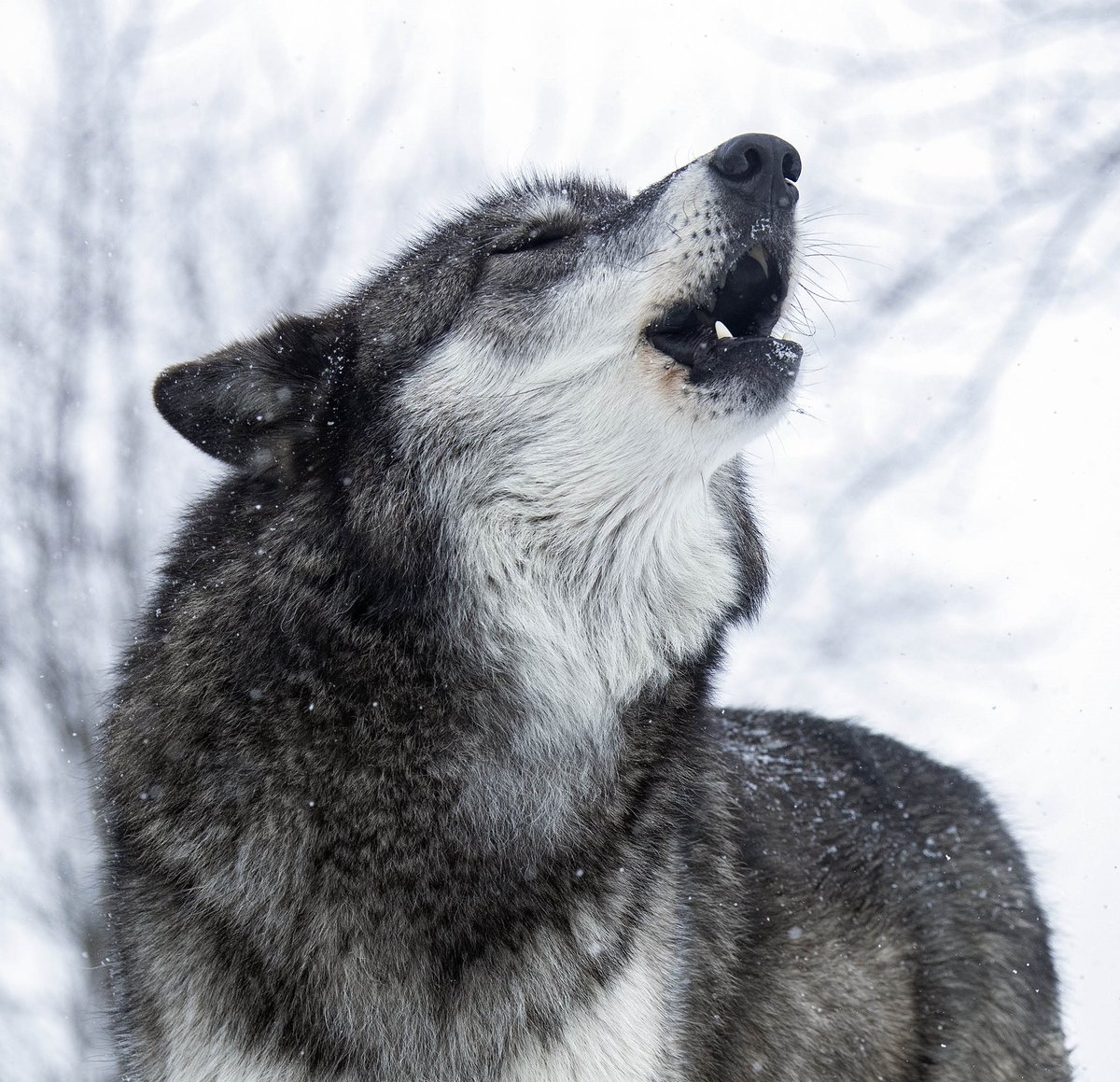 🎅Happy Holidays!❄️
Wishing you & your loved ones a blessed holiday season!
🎄This Week- CLOSED: Dec 25-28. Open Dec 28-31. Closed Jan 1-4.
Check Schedule: bit.ly/WolfParkTours
#HappyHolidays #GivingSeason❤️#wildlifeconservation #montysloanphotography