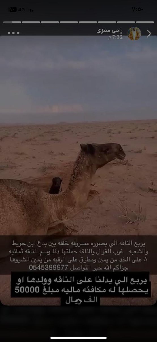 alabdooy's tweet photo. الناقه مسروقه https://t.co/clFso851eg