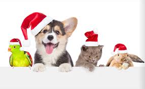 rochopeforpets's tweet photo. Wishing you all the very best this holiday season!
photo credit: https://t.co/yg0gPkESfJ https://t.co/P3CKHAnEFV