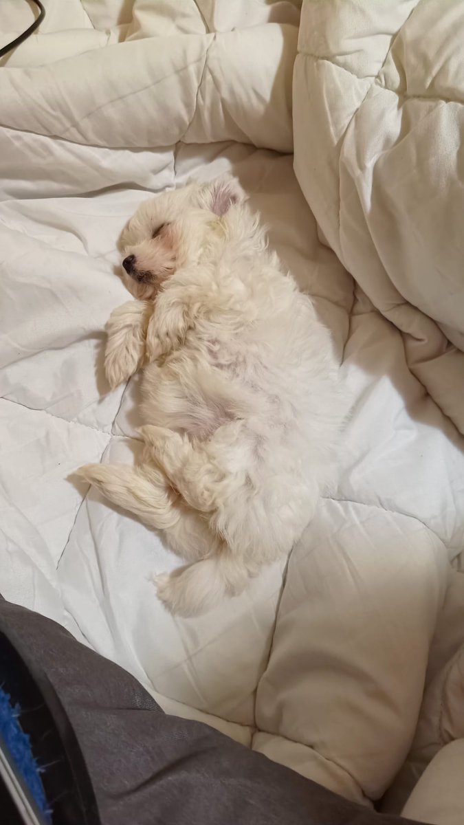 Tanti auguri da Noi 
Oggi inizia il mio percorso di vita con la mia Aki(ra)
#IlRegaloMioPiuGrande