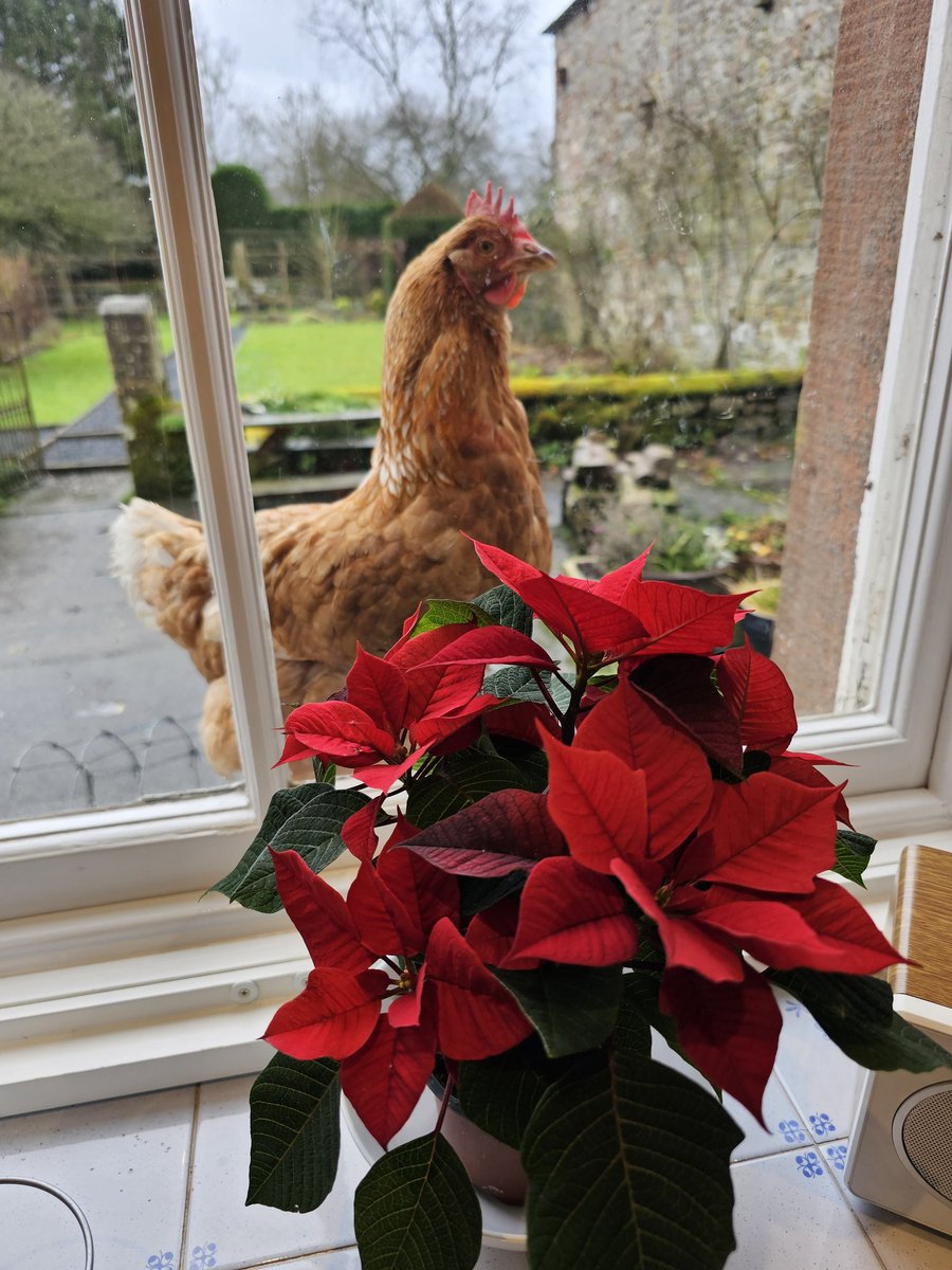 Happy Christmas everyone ☺️