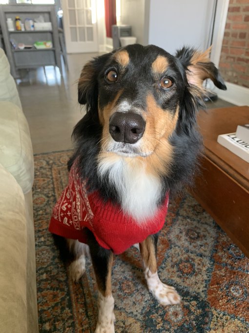 Merry Christmas from me and some animals ☺️ https://t.co/qrG4wYqyyw