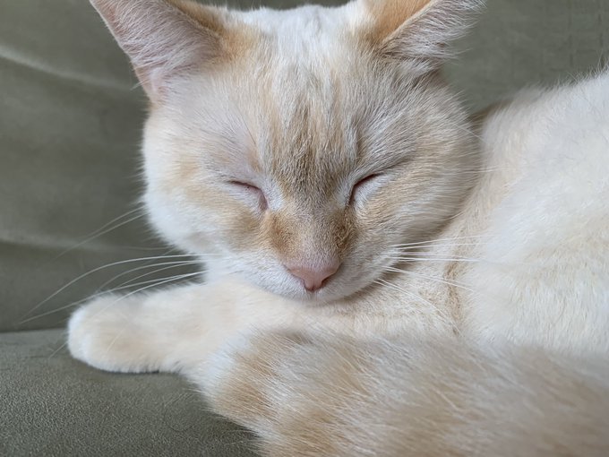 Merry Christmas from me and some animals ☺️ https://t.co/qrG4wYqyyw