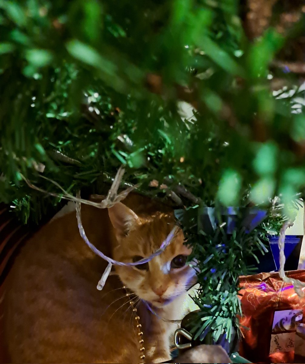 JonesTiw's tweet photo. @Number10cat @PoliticalPics Merry Christmas from Fred https://t.co/71u6qDlzmM