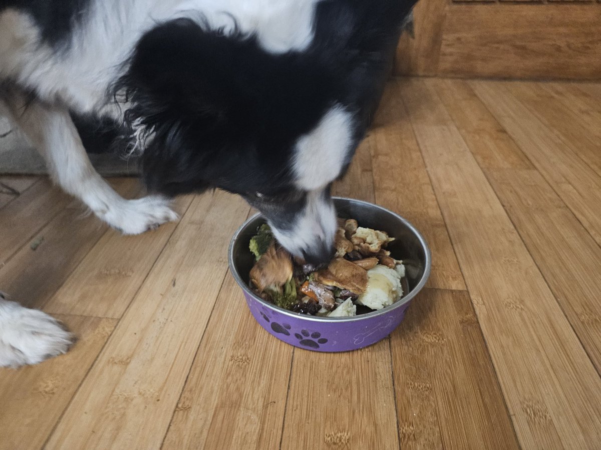 Jasper Collie 🏴󠁧󠁢󠁳󠁣󠁴󠁿 tweet media