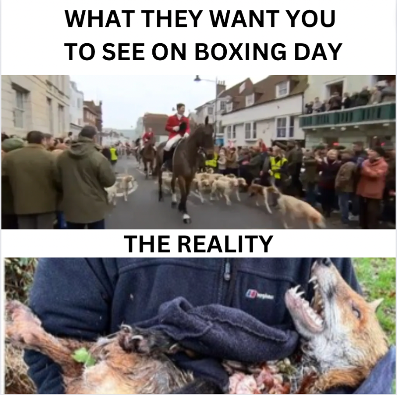 ProtectTheWild_'s tweet photo. If you didn't know, Boxing Day is the biggest day of the year for hunts across the UK.

They parade high streets and present a cuddly facade to the public that they love their hounds and they don't kill wildlife.

RT &amp; expose what the hunts don't want the public to see. https://t.co/1bDt9fOWhM