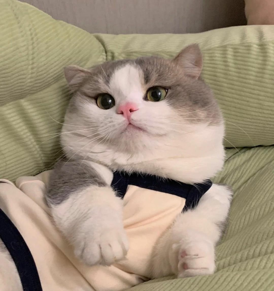 cats with powerful impression 🐾 tweet media