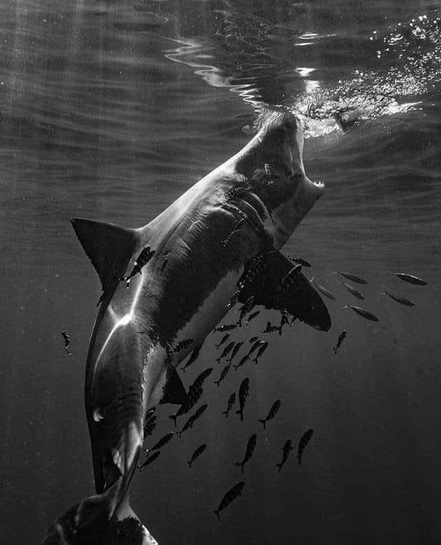 Great White waiting to say Hello... Join Shark Lovers Family
Respect The Photographer
#greatwhite #greatwhiteshark #shark #ocean #sharks #sharkweek #sharklover #whiteshark #sharkdiving #jaws #savesharks #greatwhitesharks #underwater #sharkattack #cagediving #sharklife