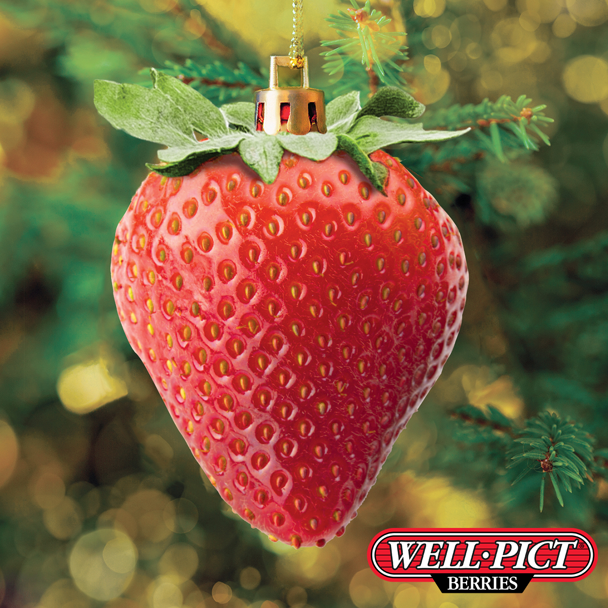 wellpictberries's tweet photo. Merry Christmas from everyone here at Well•Pict Berries! 🍓

#WellPictBerries #WellPict #Berries #MerryChristmas #HappyHolidays #Strawberries #Raspberries https://t.co/N5pVAdgxtI