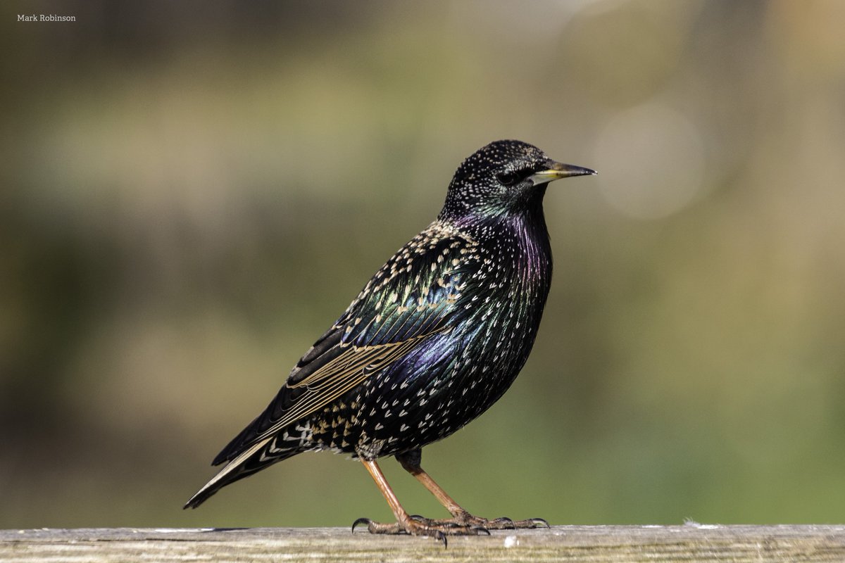 Let's take a moment to appreciate how stunning starlings are! ✨💚