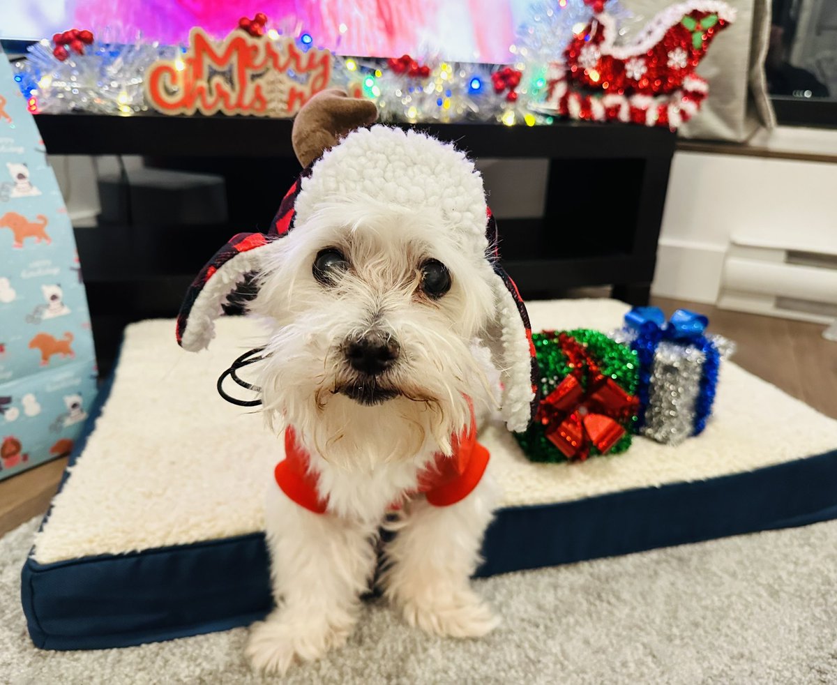 Wishing everyone a very Merry Christmas! ❤️❤️🎄 

#dogsoftwitter #MerryChristmas