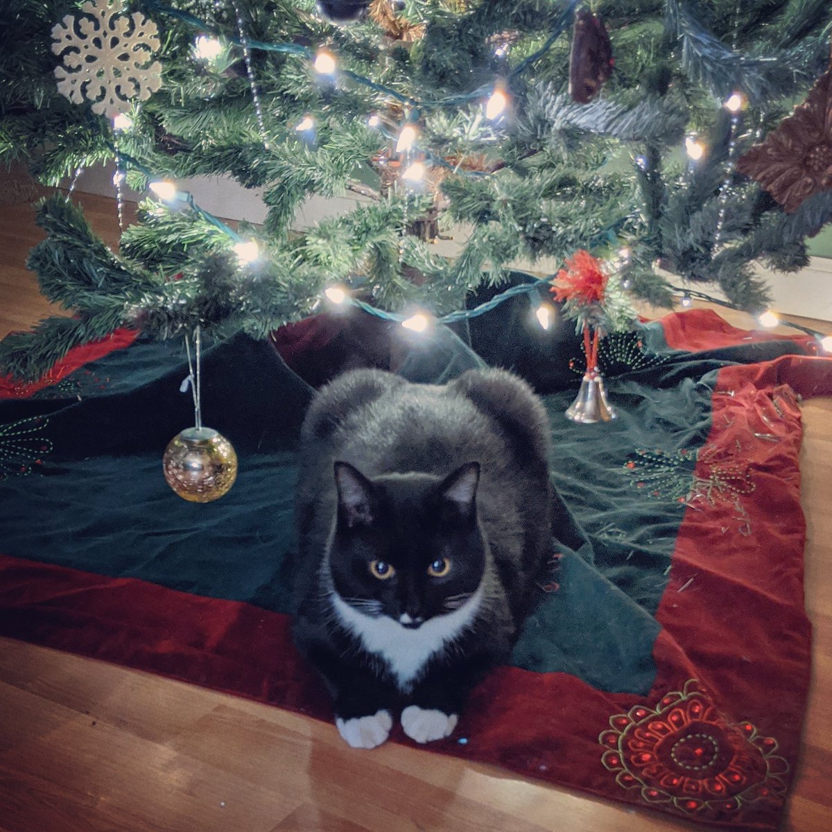 AmyAlcain's tweet photo. @weirdlilguys Lopina being perfect https://t.co/lRIU9AsV8g