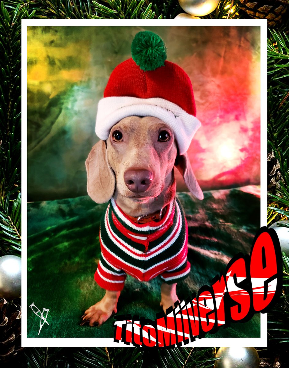 My Prince Dumbo's Christmas!!! My little Dumbo Puppy had an Unforgettable Christmas Day!!! Dumbo you are beautiful I love you little one!!! Thanks for being with us!!!🐶🎄☃️🎁💖📸🎃😉#MiniatureDachshund #Dachshunds