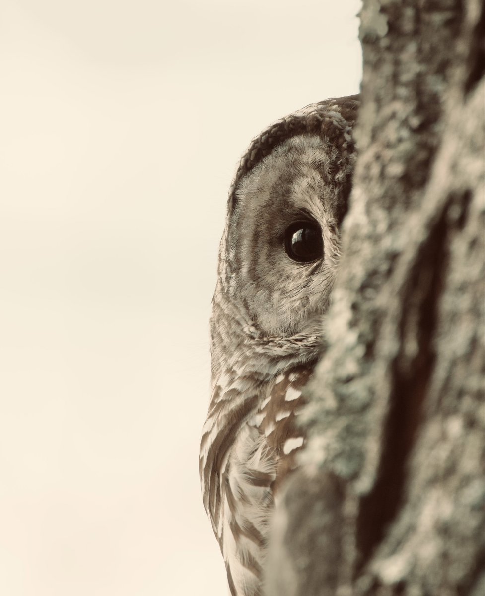 Peek A Hoo. #TwitterNatureCommunity #TwitterNaturePhotography #WildlifePhotography #Owls After a quick Christmas morning I spent some time on the Heritage Trail with my #Buddy Snapped some cool shots. I hope u think so as well. 👀