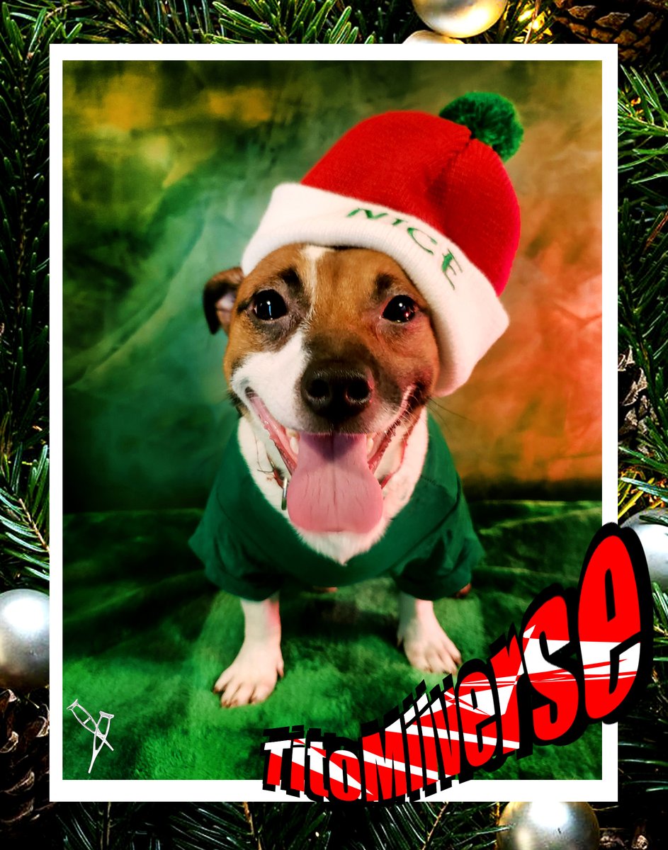 My Rayo Prince's Christmas Day!!! My Puppy had an Incredible Christmas filled with lots of Joy!!! How happy I feel because you are with us!!! Rayo Thank you very much for this Christmas !!! I love you my little dog!!!🎁💖🐶🎄📸🎃😉#JackRussellTerrier