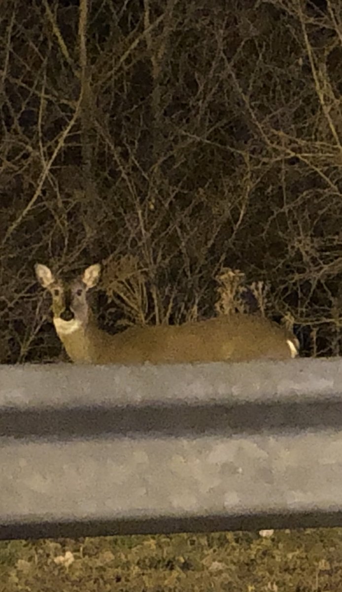 #DreamTeam2217:  Being the Opening CXM provides you glimpses of the beauty of nature.  These beauties hangout around the store.