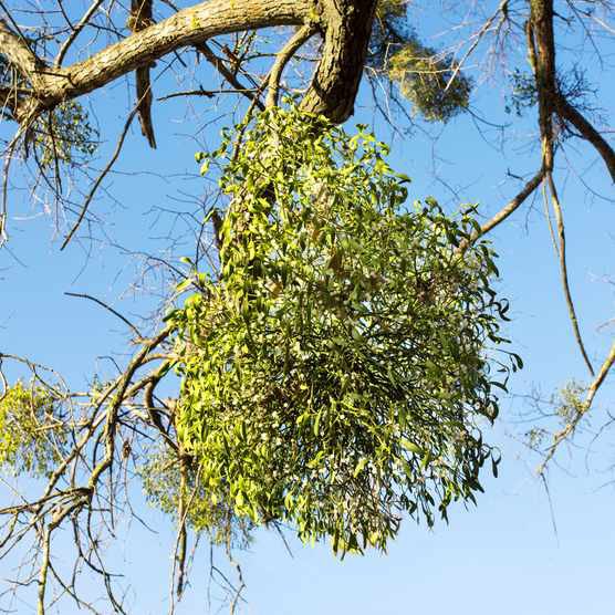 Without cheating, what parasitic plant is attached to this tree?