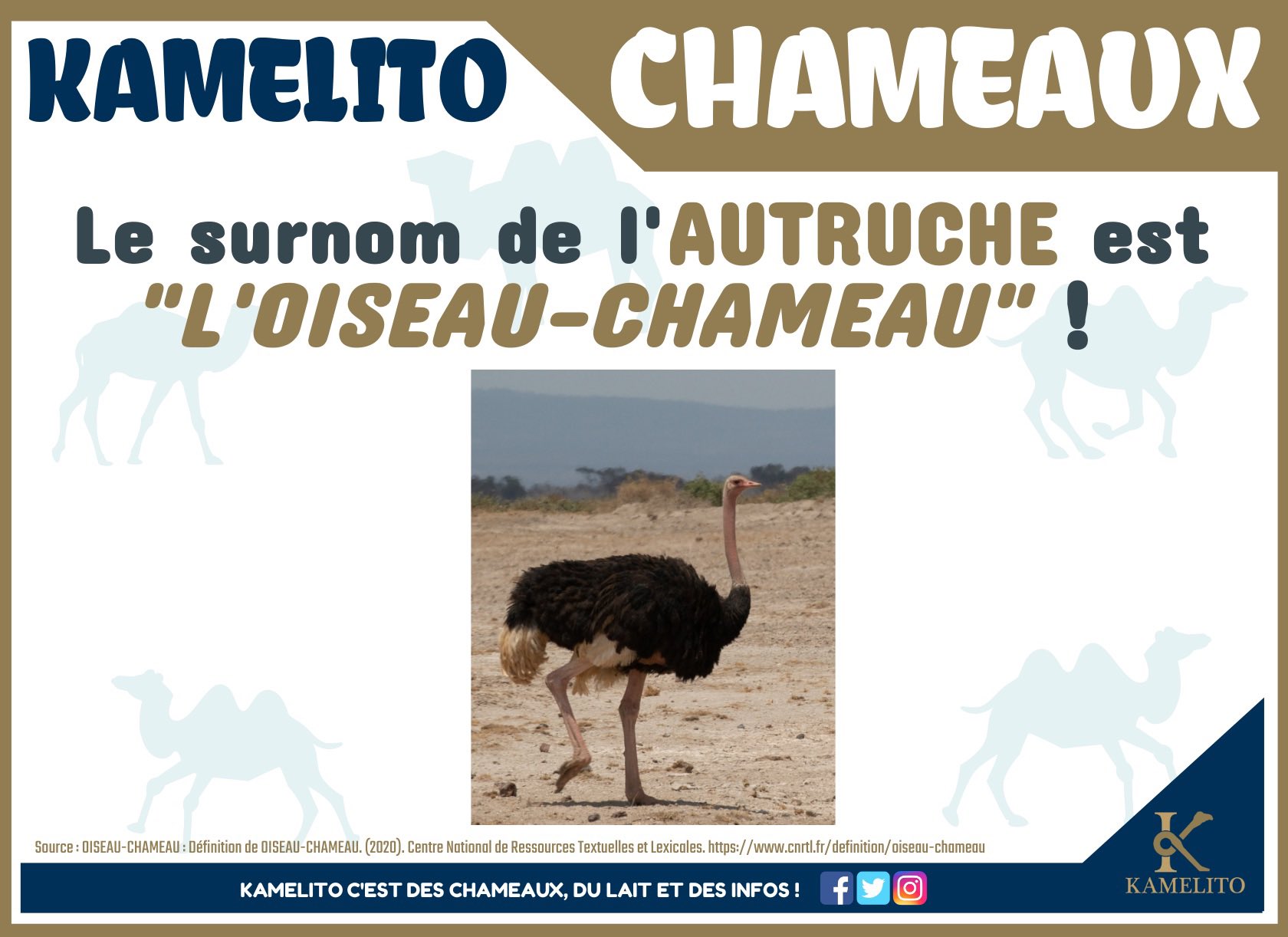 Mieux connaître le lait de chamelle - Kamelito