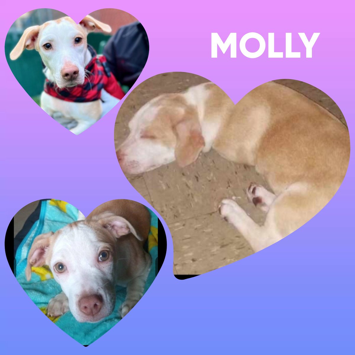 MOLLY..#188262 This poor girl is 9months old and lived only inside. Dumped because husband wanted her gone.TERRIFIED of the big world and lost without her family!                    🤬Dies 12/28🤬 This sweet nugget  needs an experienced hero to stay alive! #Adopt #Foster #Plegde