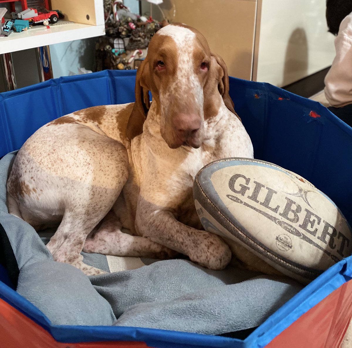 GelatoRol21's tweet photo. #Rugby #GILBERT https://t.co/p7RHHX7cki