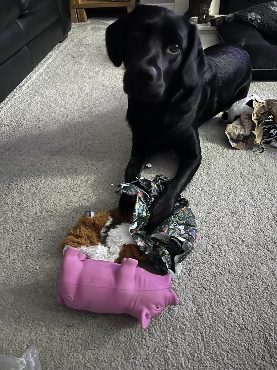 Merry Christmas. Got me a new piggy and fox from santypaws #dogsoftwitter