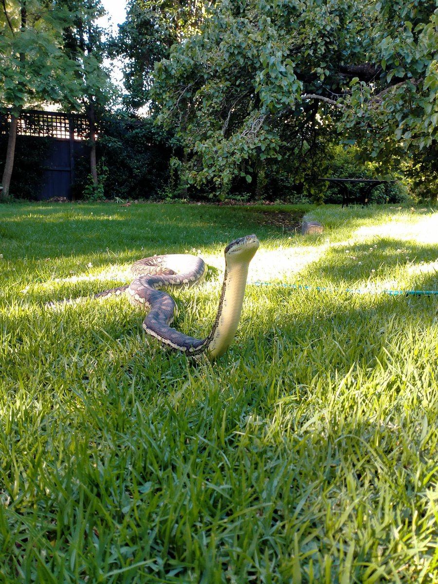 Monty is very talented🎹🌱