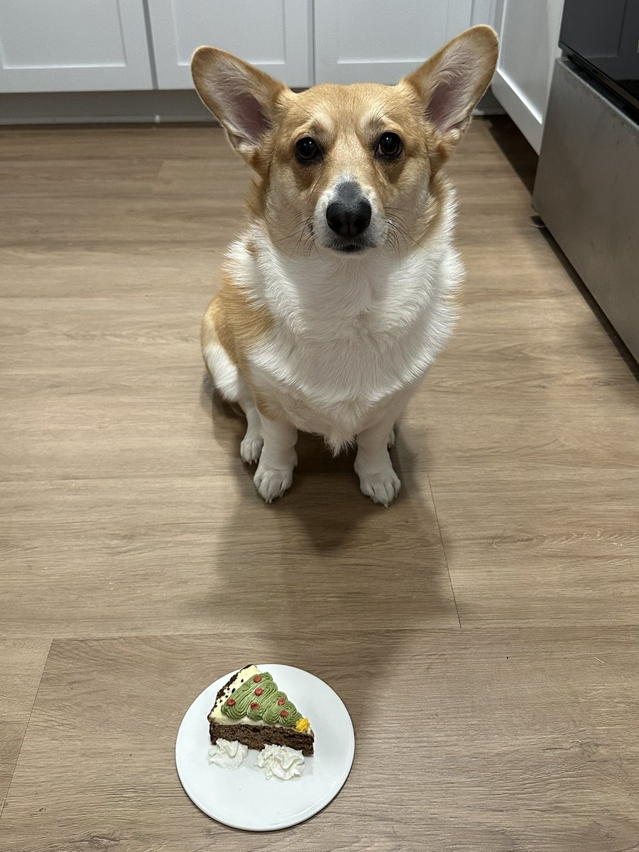 jenniferlynn726's tweet photo. Merry Christmas from Willow and I! Also wishing my little Willow a happy 3rd birthday! #ThreeRex https://t.co/jK3DIyj5VB
