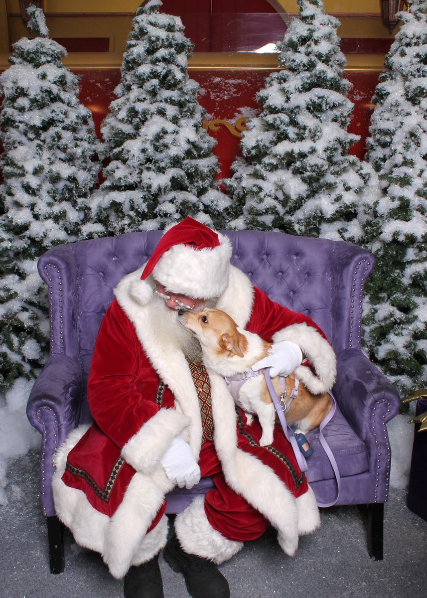 jenniferlynn726's tweet photo. Merry Christmas from Willow and I! Also wishing my little Willow a happy 3rd birthday! #ThreeRex https://t.co/jK3DIyj5VB
