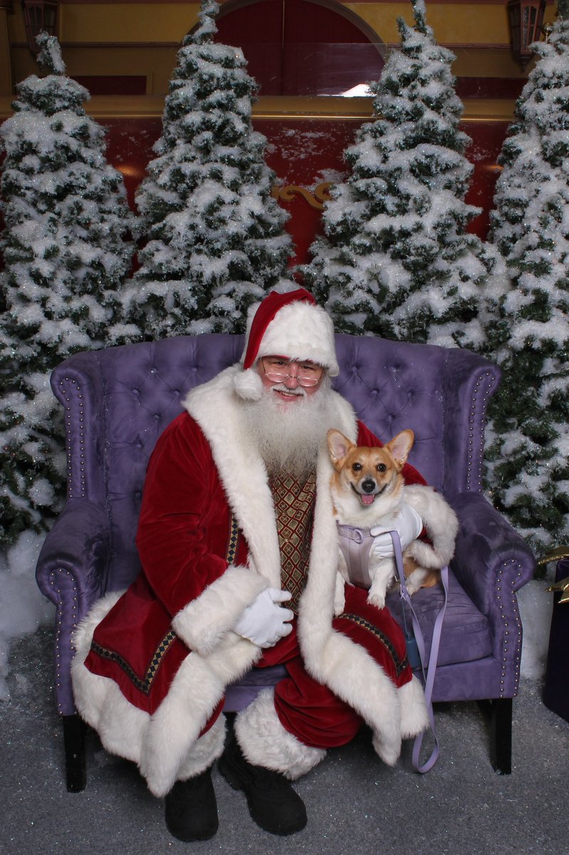 jenniferlynn726's tweet photo. Merry Christmas from Willow and I! Also wishing my little Willow a happy 3rd birthday! #ThreeRex https://t.co/jK3DIyj5VB