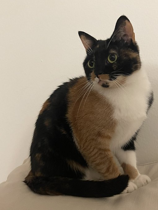 merry christmas from lobster and baphomet 🎄 https://t.co/e6TSCl5pCk