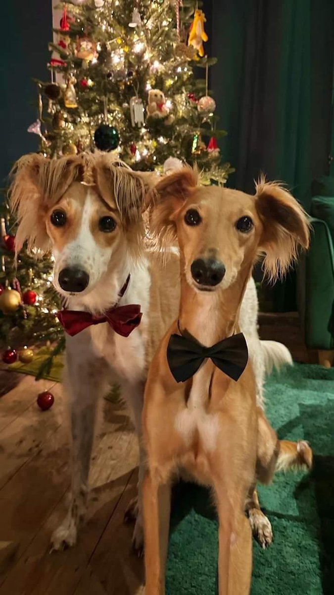 Getting ready for the next Bond movie...

Merry Christmas from the two most fabulous salukis, Farrah &amp; Alfie, adopted by <a href="/FionnualaMoran/">Fionnuala Moran</a>! ❤️🎄