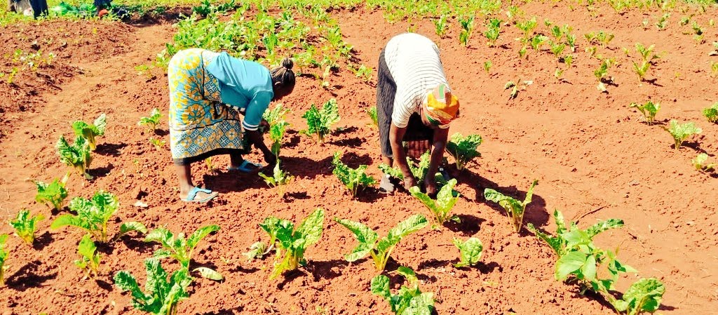 #Soil health is crucial for agricultural biodiversity and climate change mitigation. 

Let's protect and nurture our soil through sustainable farming practices.

Together we can ensure a flourishing and a resilient future for our planet.
#SoilForClimateAction