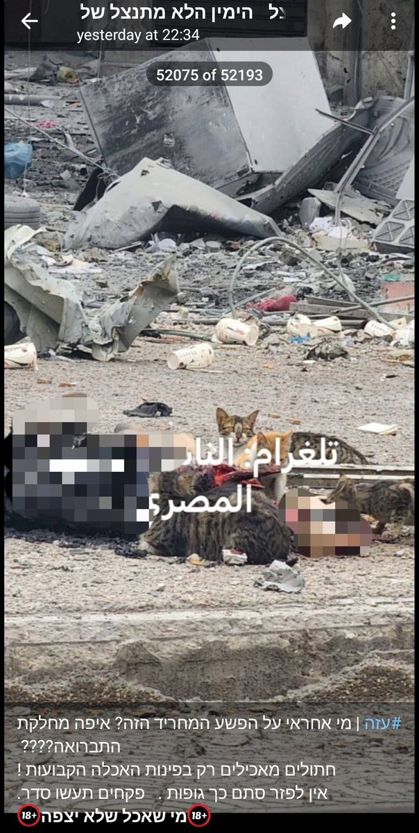 QudsNen's tweet photo. A popular Israeli Telegram channel with over 300k subscribers published this picture of the burnt dead body of a Palestinian civilian being eaten by stray cats with the caption: 

"Who's responsible for this heinous crime? Where's the sanitation department? Cats are allowed to be fed in designated feeding areas only. Inspectors, please keep it tidy."