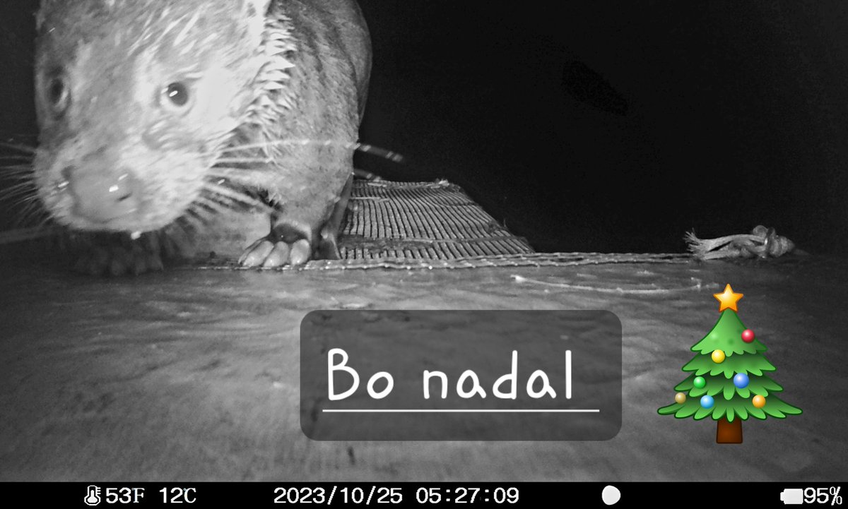 VRN ( Gardas ) RECURSOS NATURAIS GALICIA (@vrn_galicia) on Twitter photo 