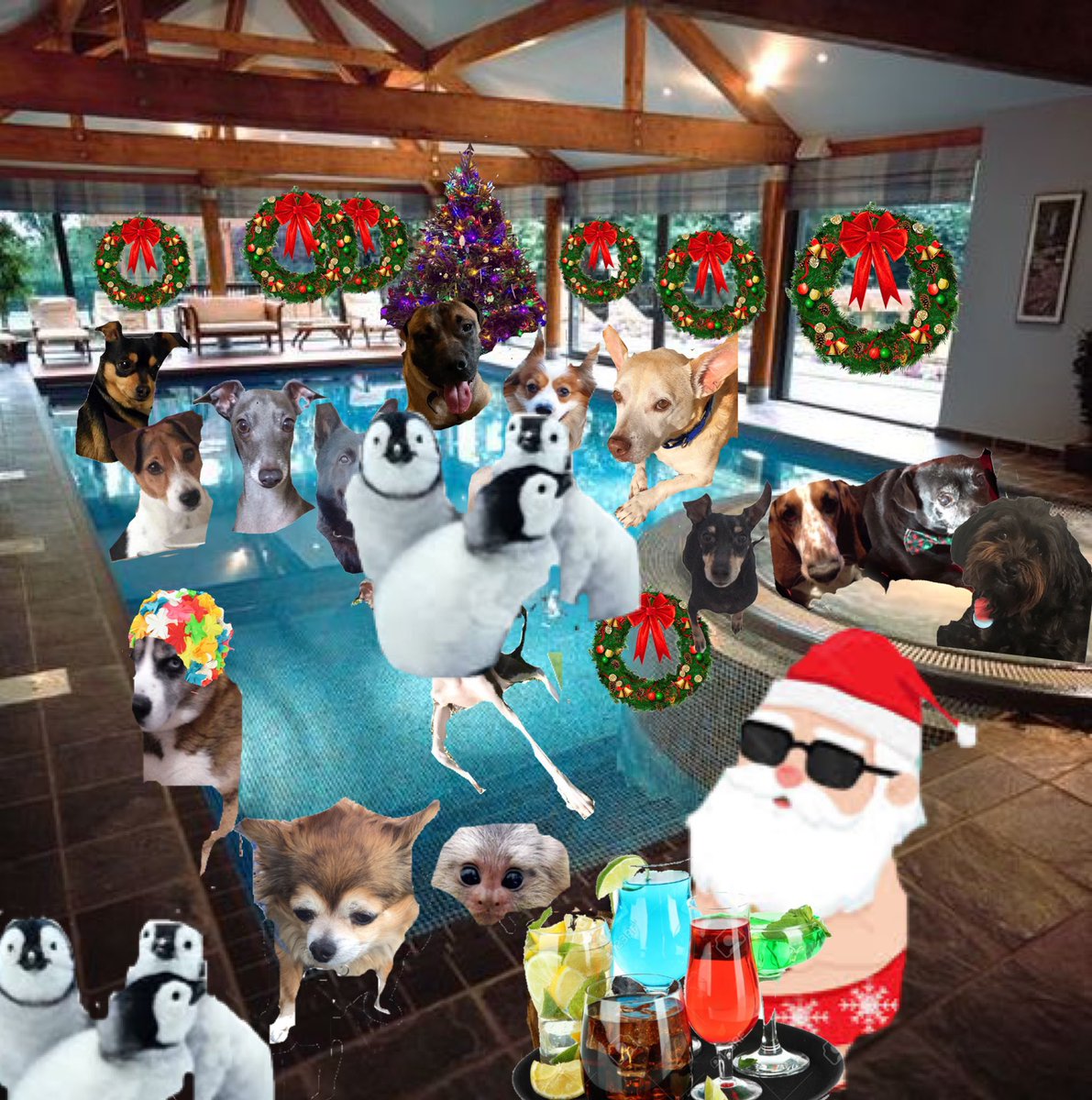 A quick romp in the pool before Christmas dinner is ready, Jesse, Pug Sausage is joining Bella and LJ in the hot@DangerDawgz #DangerDawgz @dawgz_fanclub @Yellowonetsy @LJ_doodle