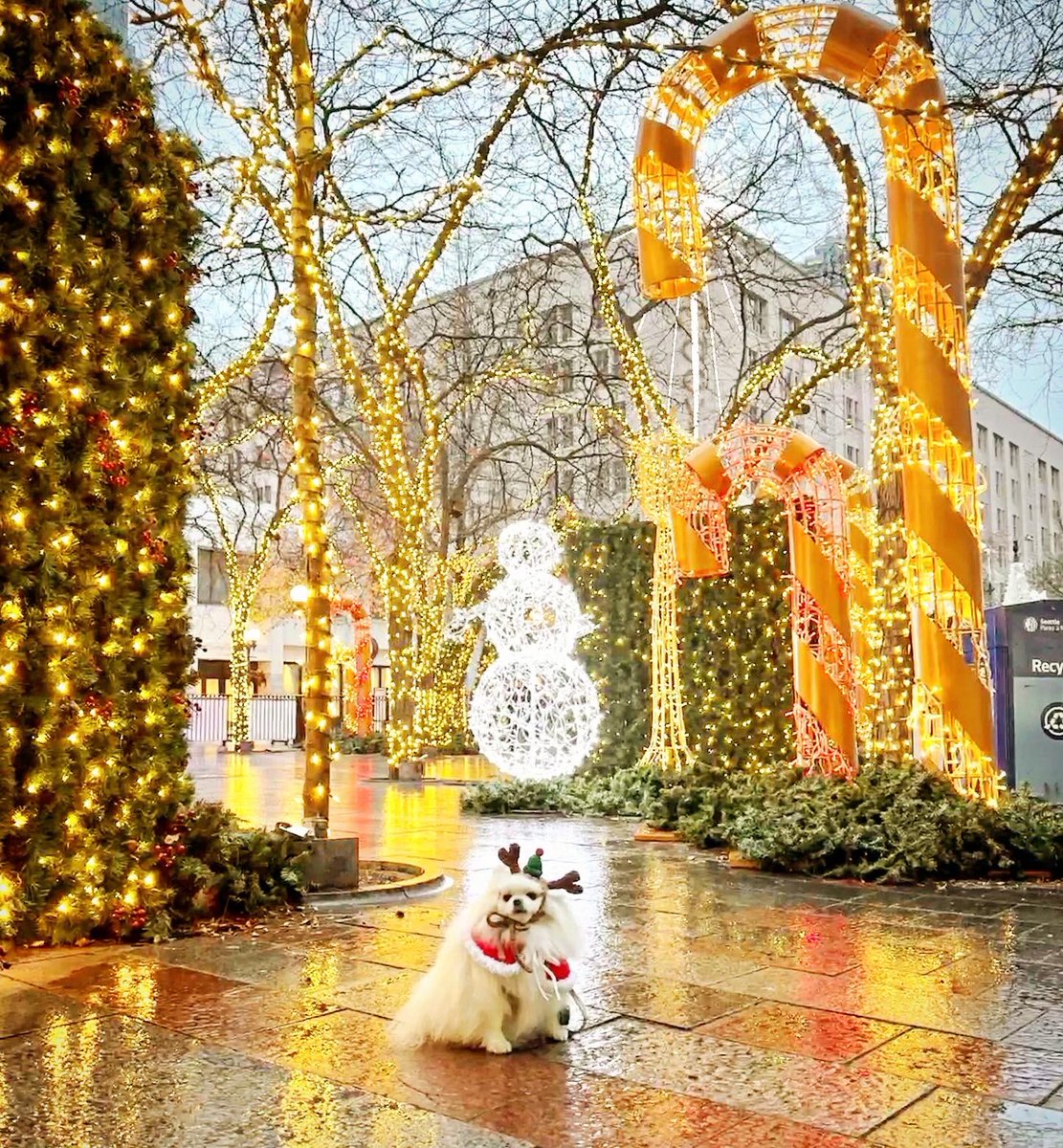 mochi_TeacupPom's tweet image. シアトルのクリスマスデコレーション🐻‍❄️Christmas decorations in @seattlewashington 🎄✨ #dogsofseattle #seattlechristmas #christmasdecorations 
#doginreindeerhat #doginchristmasoutfit #seattle #pomeranian #포메라니안 #ポメラニアン #シアトル #犬用クリスマス衣装 #トナカイ犬