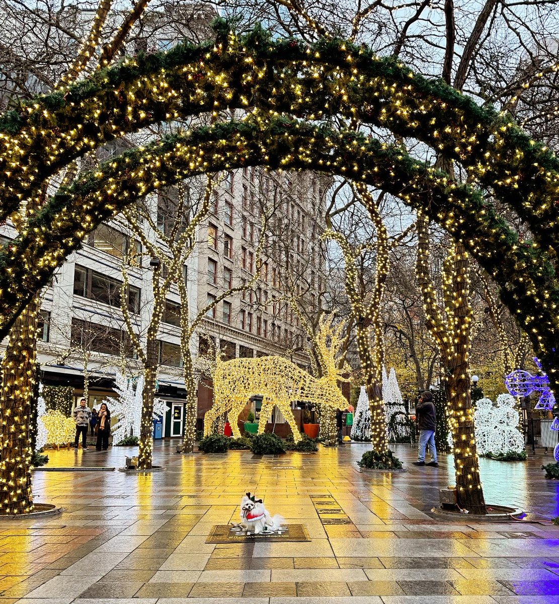 mochi_TeacupPom's tweet image. シアトルのクリスマスデコレーション🐻‍❄️Christmas decorations in @seattlewashington 🎄✨ #dogsofseattle #seattlechristmas #christmasdecorations 
#doginreindeerhat #doginchristmasoutfit #seattle #pomeranian #포메라니안 #ポメラニアン #シアトル #犬用クリスマス衣装 #トナカイ犬