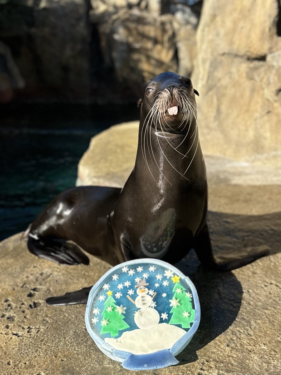☃️ It wouldn’t be Christmas without an adorable photo shoot with our California sea lions. Happy Holidays from Jonah and Kamia, along with the rest of our sea lion colony! 📸: Sea Lion Keeper Maggie