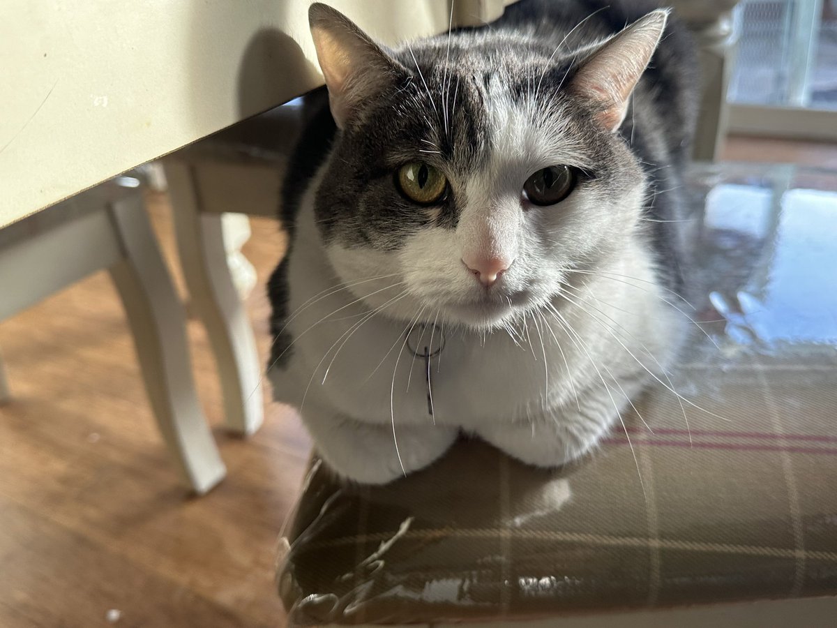 Gatita tweet media