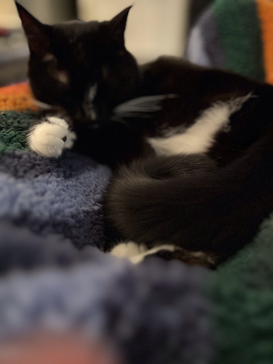 Meowi Christmas everyone!  Hope your day was full of fun, catnip and naps!  #CatsOfTwitter #CatsOnTwitter