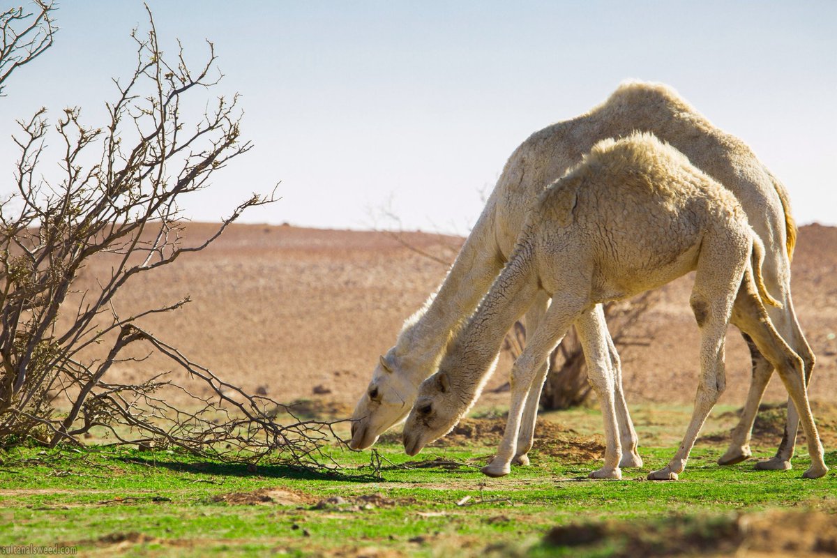 sultanalsweed's tweet photo. @CamelClub @alaibilfestival #عز_لاهلها 
#مهرجان_الملك_عبدالعزيز_للإبل8 https://t.co/AfpxqF7Uok