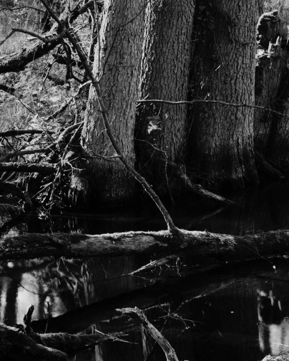 krzyphotography's tweet photo. Somewhere in Masurian Lake District, Poland. I just love these large format negatives. #ilfordphoto FP4 4x5, Schneider-Kreuznach 150mm f5.6 lens, Chamonix 45F-2 camera.
#blackandwhitephotography
#fineartphotography
#largeformat #4x5 #viewcamera
#analogphotography
#monochrome https://t.co/S64MEKi7Rc