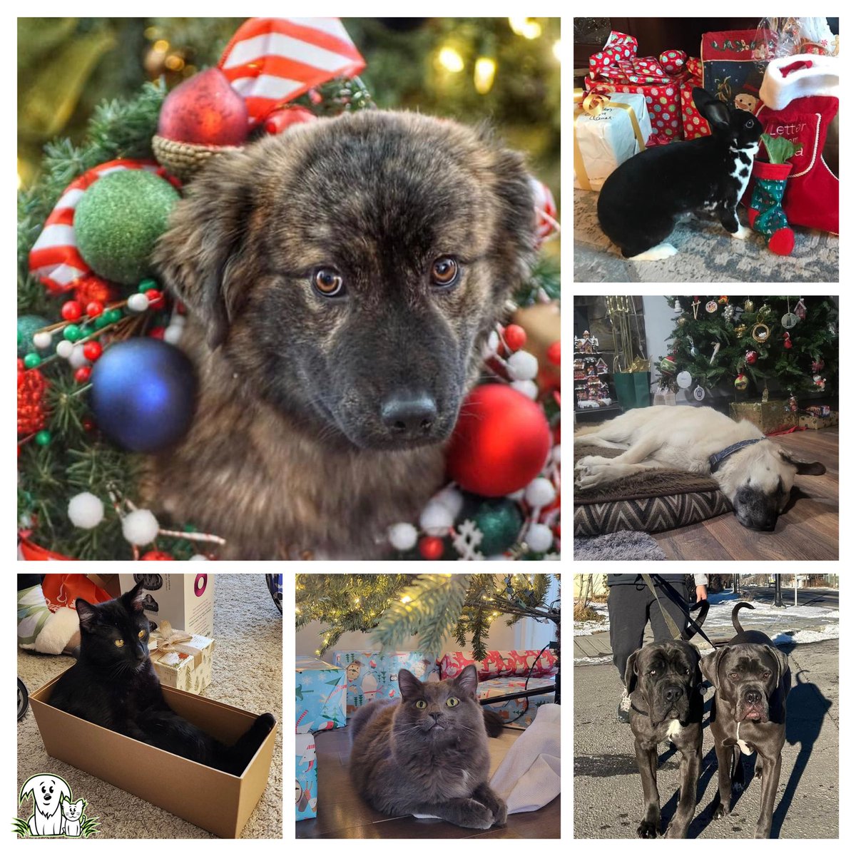 Merry Christmas from our foster animals! 🐈‍⬛🐇🦮 They’re busy unwrapping 🎁 presents and playing in boxes today! Show us what your pets are up to! Happy holidays from everyone at #AARCS!