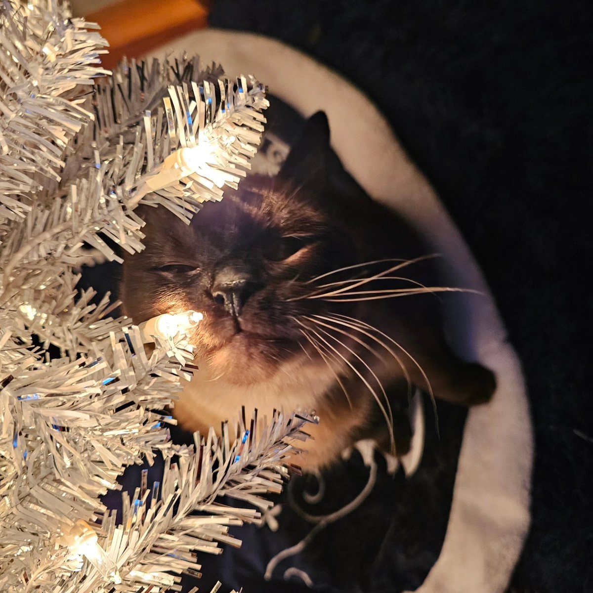 BullseyeW's tweet photo. Happy Holidays from band cat Puffin 💜 https://t.co/UzQ7Hx1cBs