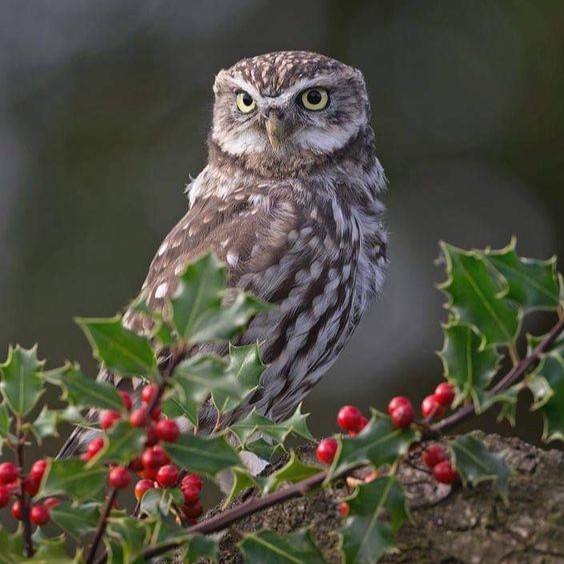 editoutloud's tweet photo. Whooo's having a festive #HappyChristmas 🎄 Gather with us this Yule Season &amp; experience immersive editing solutions @EditOutLoud 💬  We make editing as much fun as writing!  Try the app &amp; edit from any festive nest! https://t.co/trpsakM6MF 
#Writers #Storytellers
#OwlishMonday https://t.co/awCLpnO5Ao