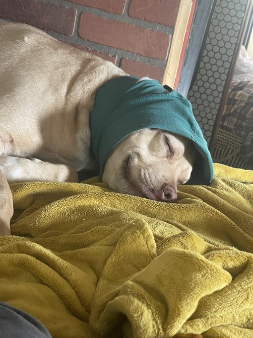 Wonder what she&rsquo;s dreaming about. Th smile, my ❤️ https://t.co/C8bcrQJQPn