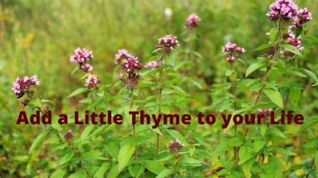 🤗 Do you want to Boost your Immunity: Lower Blood Pressure! Then you will love to learn about 9 Known Health Benefits of 🌿 Thyme - Click Here to learn more. 👉 buff.ly/3jbLFR8 
#herbs #restoringhealth #lowerbloodpressure #immunity