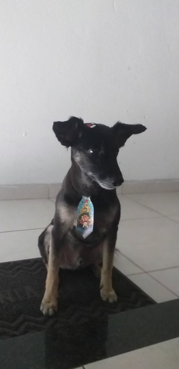 Bidu_bibi's tweet photo. Feliz Natal! 🎄🎅🐶

#FelizNatal 
#viralatalovers https://t.co/ViySZMLDVW